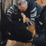 26 ilde hayvan sağlığı seferberliği… Aşılama ve hastalık taramaları sürüyor