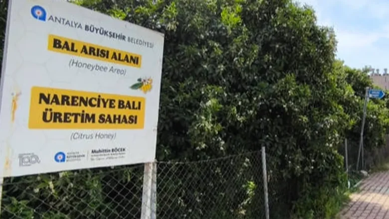 Antalya’da ‘Narenciye Balı’ koruma altında