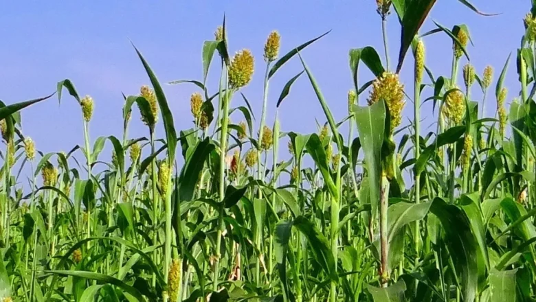 İzmir’de üreticilere Sorgum Sudan Otu Tohumu dağıtıldı