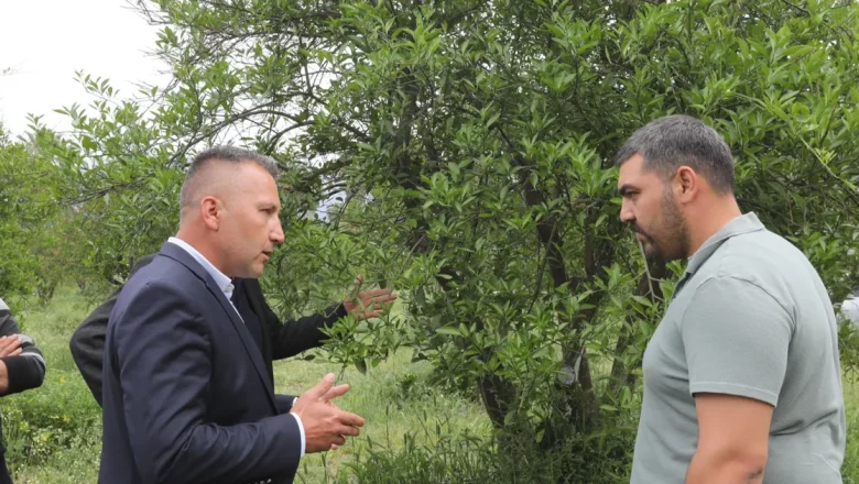 Muğla’da zirai donun yaraları sarıldı
